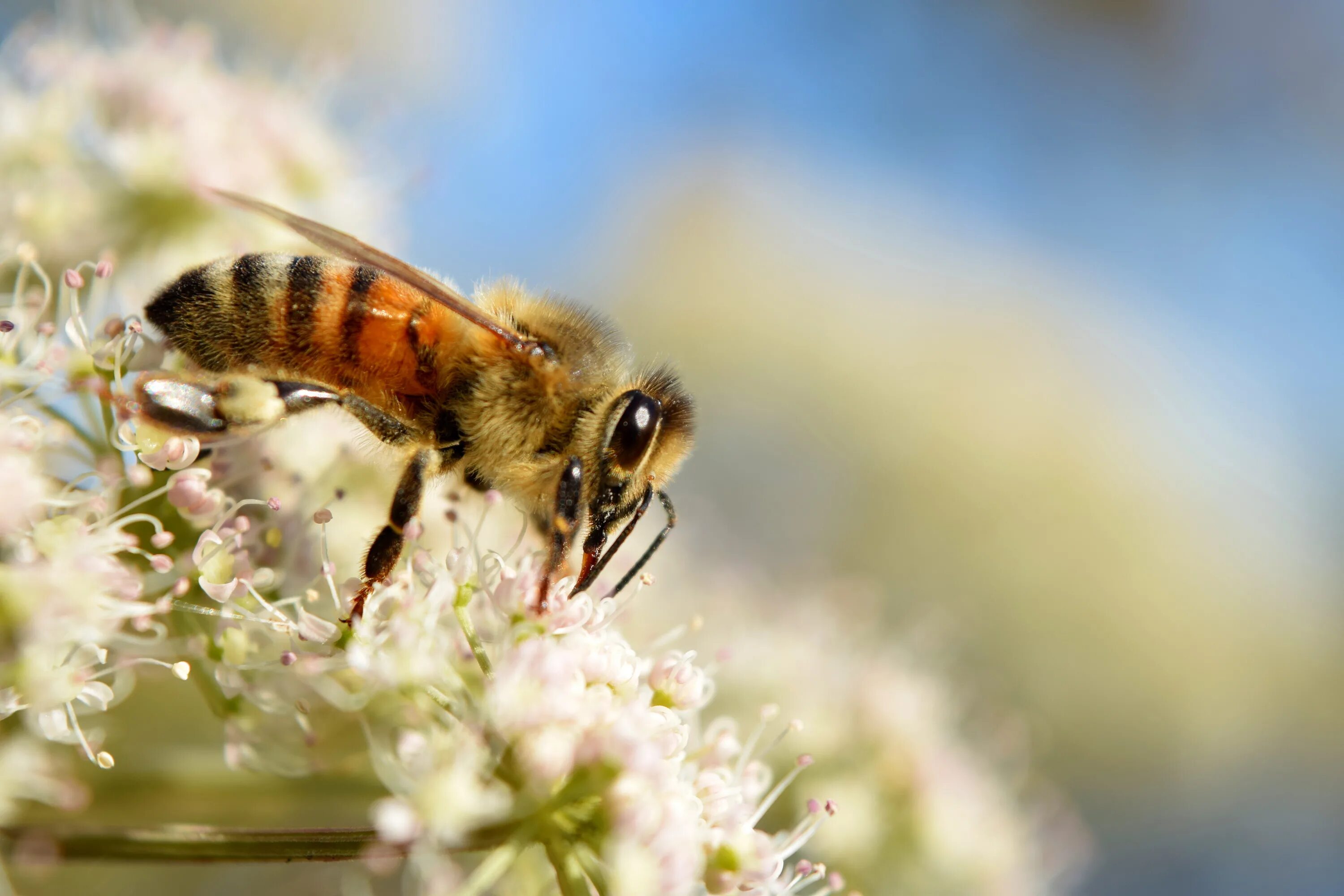 Пчела питается пыльцой. Пчелин Nektar. Пыльца и нектар. Пчела собирает нектар. Пчела с нектаром.
