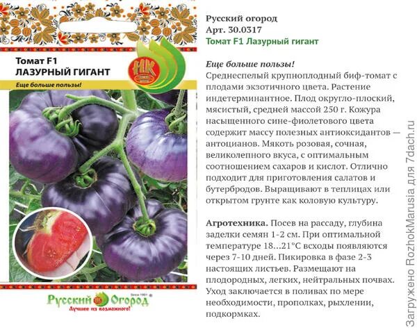 Обзор розовых крупноплодных томатов для открытого грунта Моя успешная дача Дзен