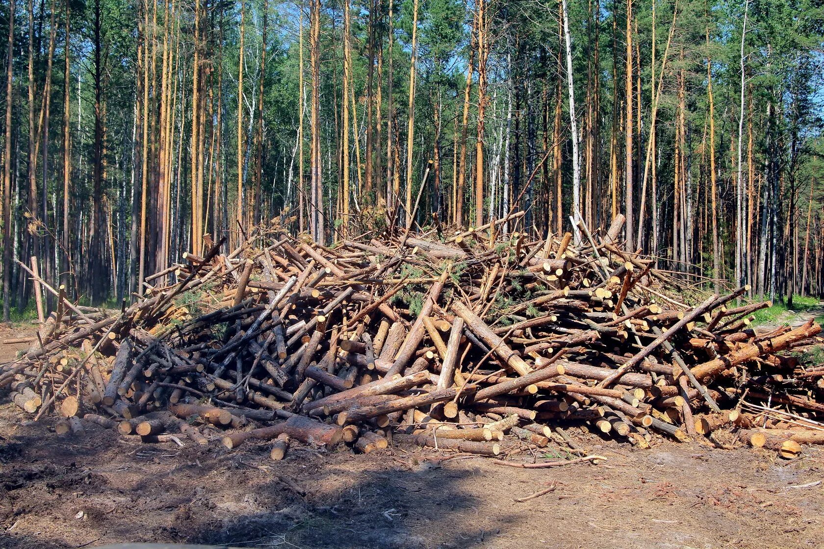 Кинула лес. Отходы древесины. Лесосечные отходы. Отходы деревообработки. Валы порубочных остатков.