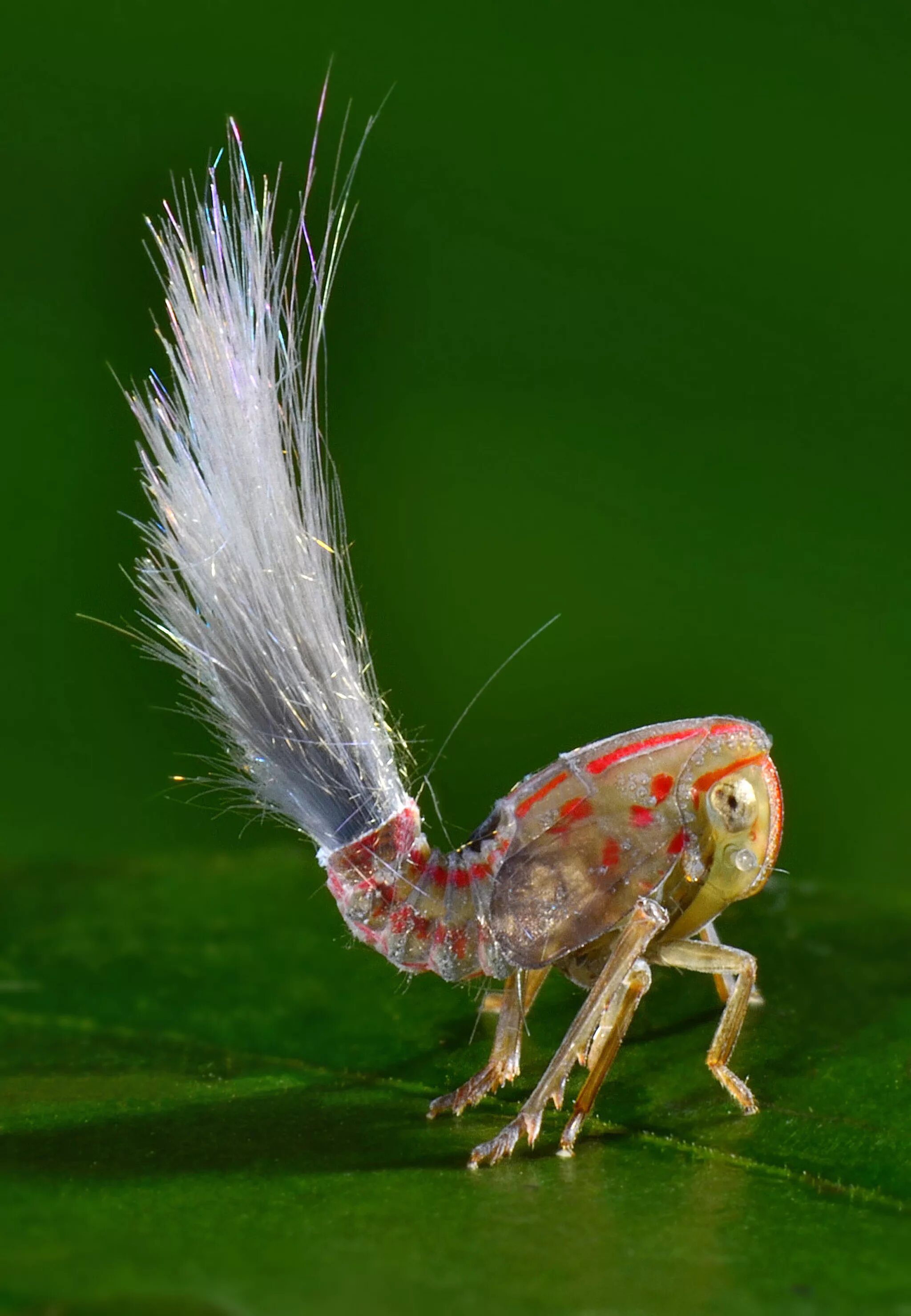 Необычные виды животных. Фулгороида (fulgoroidea). нимфы planthopper. необычные насекомые. самые необычные животные.