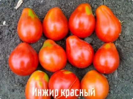 Томат инжир розовый характеристика