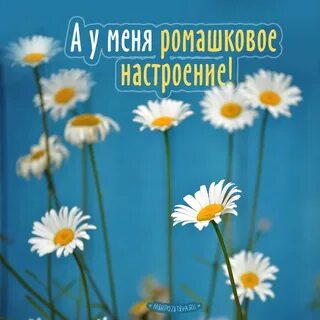 Хочу ромашка