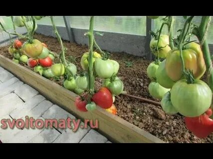 Гигант подмосковья отзывы