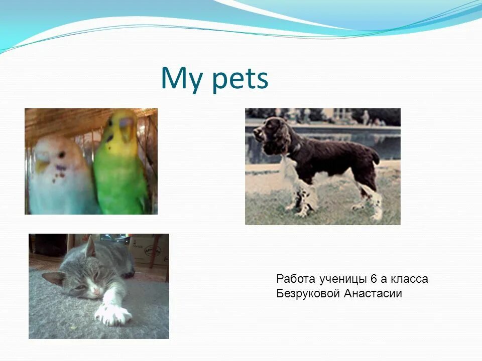 Проекты на тему my Pet. Презентация my Pets 4 класс. My Pets монолог 2 класс.