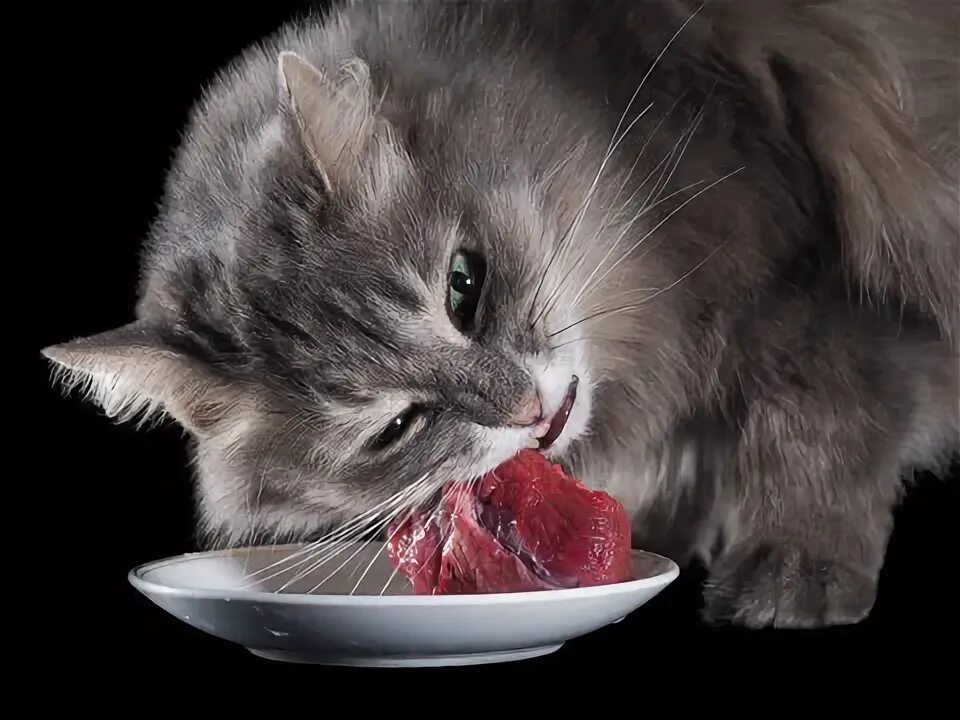 Котики-муркотики