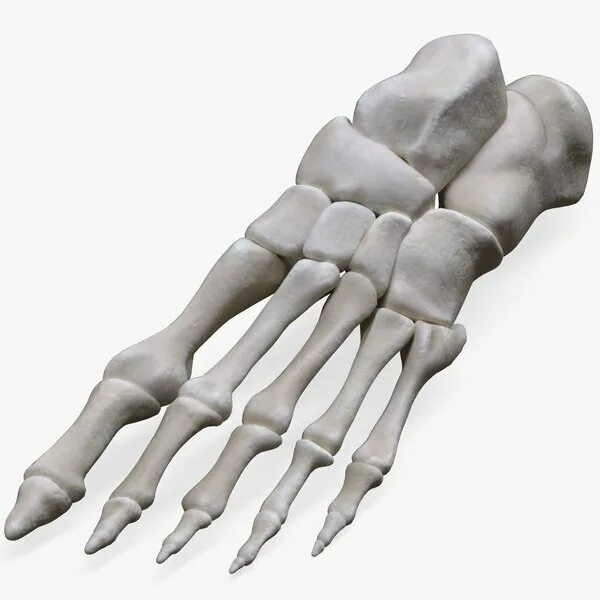 Bone 3d