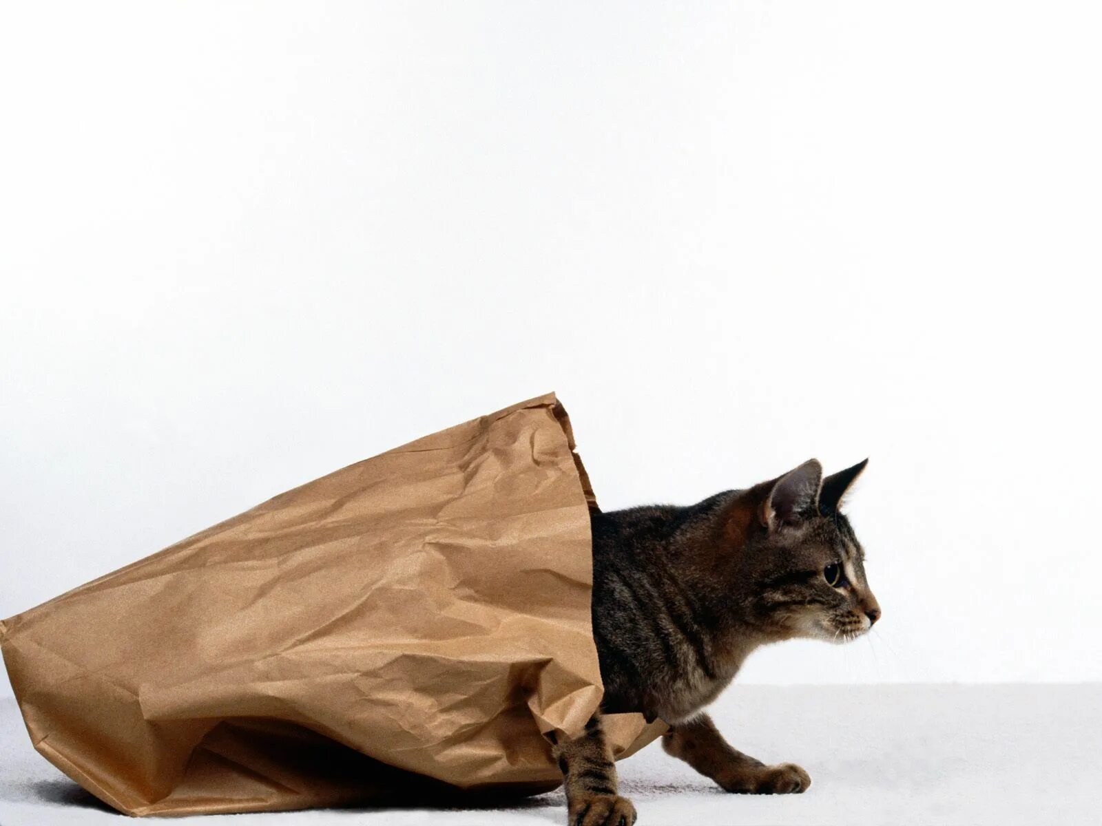 Build a cat