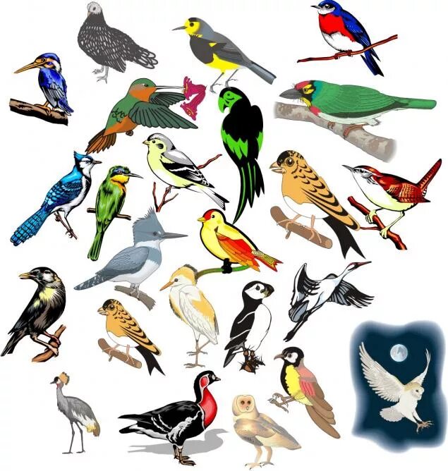 Картинки птиц для вырезания распечатать цветные Free printable bright colored birds and digital borders Vogel Druckvorlagen