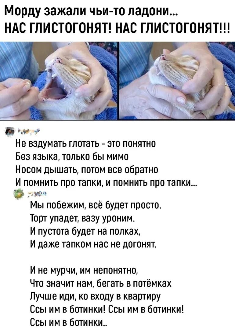 Нас глистогонят нас глистогонят. Нас глистогонят нас глистогонят мем. Нас глистогонят. Морду зажали чьи то ладони. Нас глистогонят морду зажали.