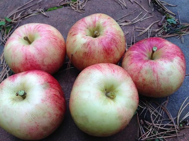 Яблони северо запада. Сорт яблок Эмпайр. Яблоня Весялина. Поздние сорта яблонь для Ленинградской области. Караболовка сорт яблок.