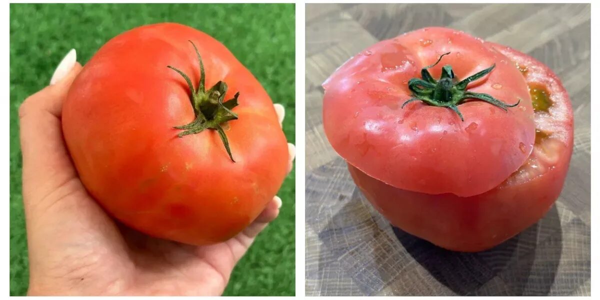 Помидоры помидоры. Почему помидоры черные. Неправильные цветы на томатах. Банка с помидорами СССР.