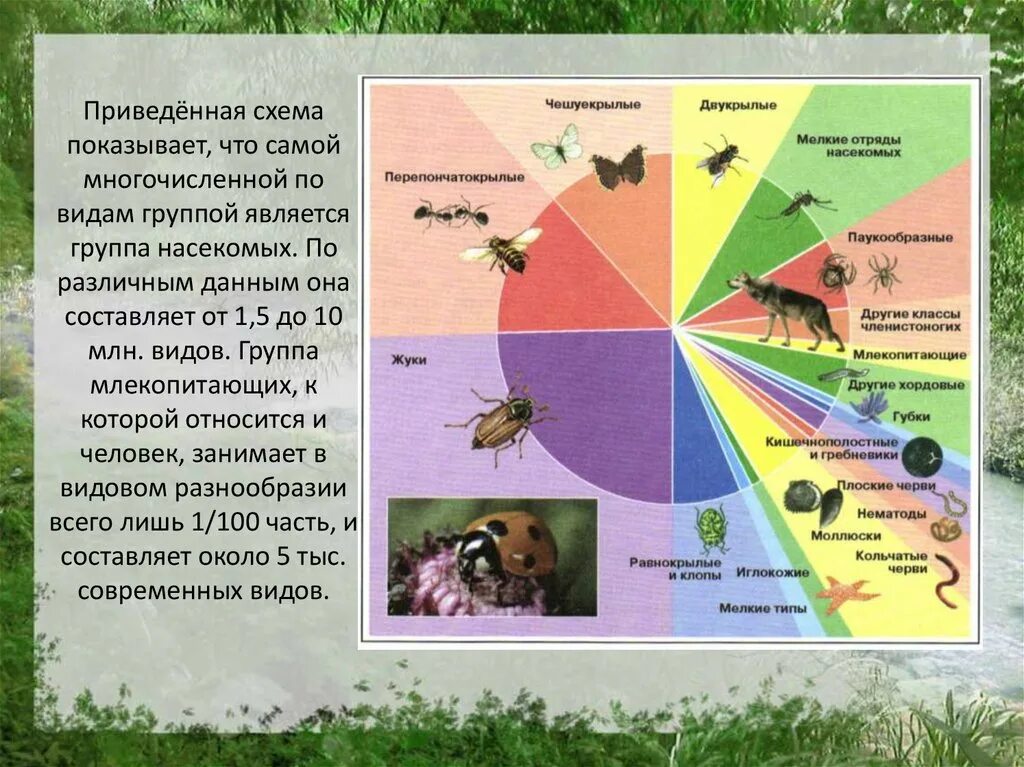 Самый многочисленный вид животных. Самая многочисленная группа живых организмов. Самый многочисленный класс животных на земле. Какая группа животных самая многочисленная.