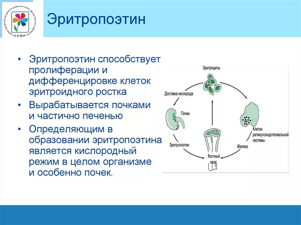 Эритропоэтин что это. Эритропоэтин. Эритропоэтин схема. Эритропоэтин гормон. Эритропоэтин гормон почек.