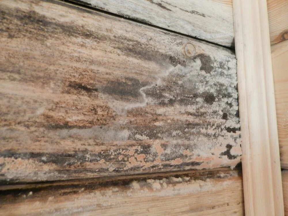 Плесень в бане на бревнах. Грибок на древесине черный. Повреждения древесины на углах. Пропитка для дерева в бане внутри. Грибок на древесине.