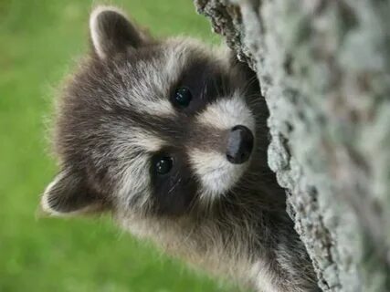 Little animal