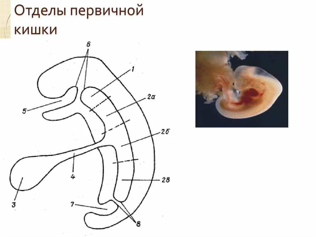 Вентральная стенка первичной кишки. Эмбриогенез пищеварительной системы. Первичная кишка пищеварительная система. Формирование первичной кишки. Деление первичной кишки на отделы.