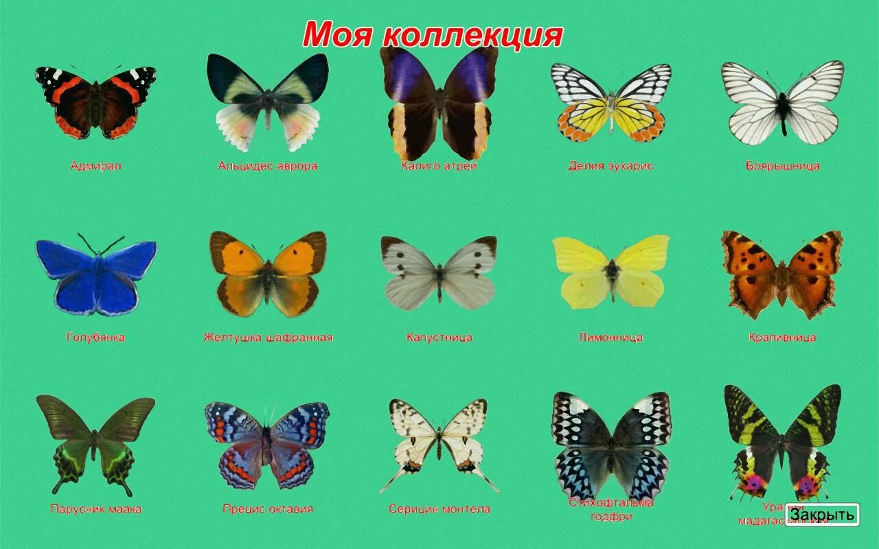 nbsp;Коллекция Семейство бабочек