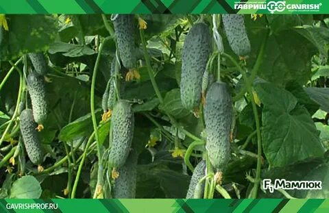 Сорт огурцов мамлюк