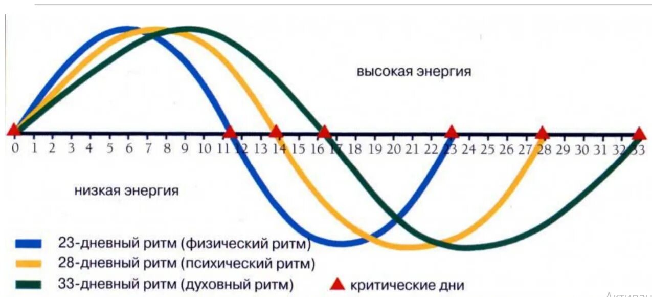 Трех дней в зависимости от. Теория трех биоритмов человека. Теория трех ритмов график. Циклы биоритмов человека. Расчет биоритмов человека график.