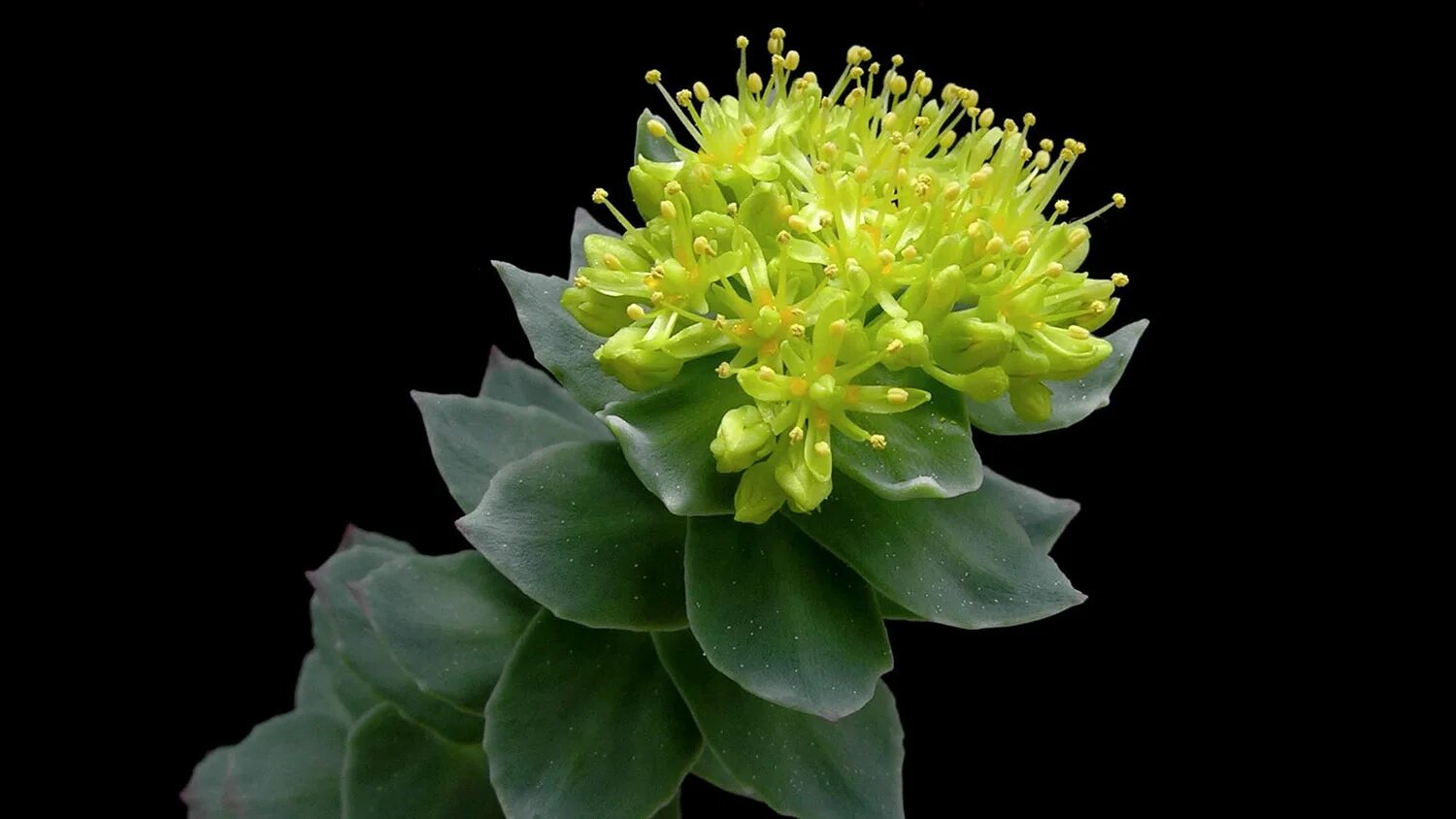 Rhodiola rosea. Родиола розовая Rhodiola rosea. Родиола розовая (золотой корень) Алтайская. Родиола розовая (золотой корень)- Rhodíola róseaкартинка. Родиола перистонадрезанная.