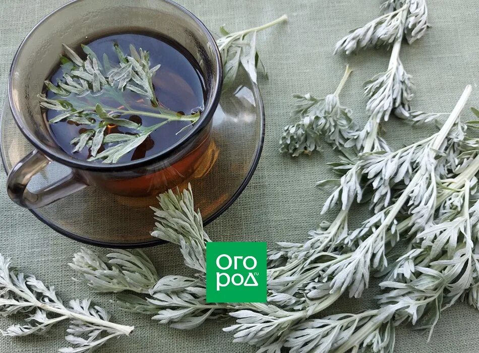 Отвар полыни от чего. Семян полыни сорняка. как лечиться полынью в домашних. ванна из полыни польза. полынь — полезный сорняк на участке.