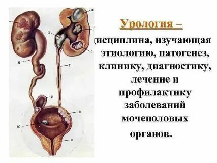 Болезни мочеиспускательного канала