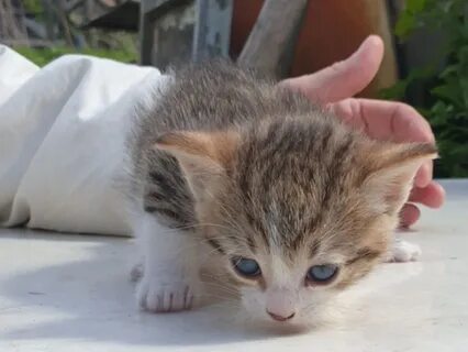 Котята в хорошие руки
