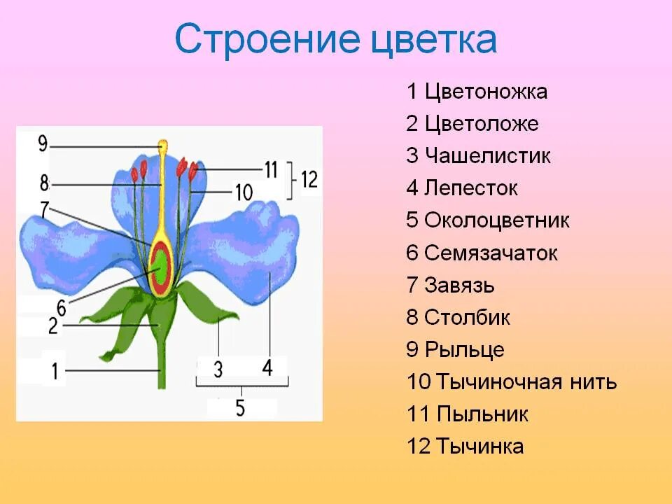 Схема строения цветка 6 класс биология. Строение цветка околоцветник схема. Чашелистики пестик тычинки венчик. Части цветка схема биология 6 класс. Тела растений имеет строение