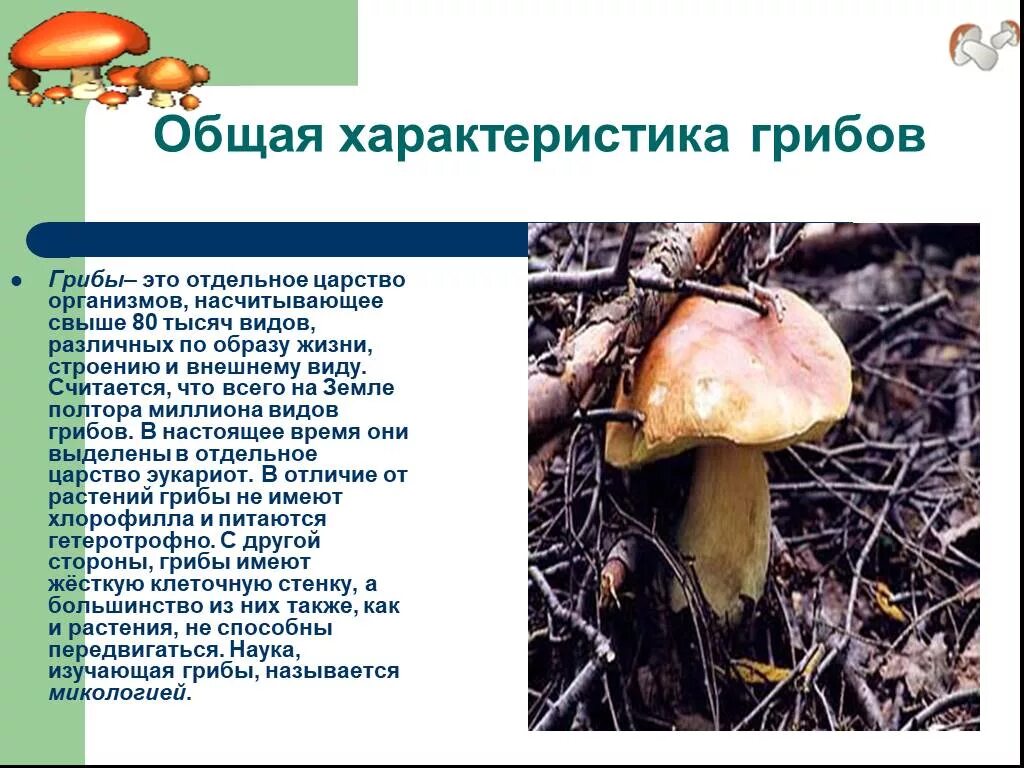 Царство грибов строение грибов. Грибы общая характеристика грибов. Характеристика классов грибов. Характеристика царства грибы. Гриб характеризуется