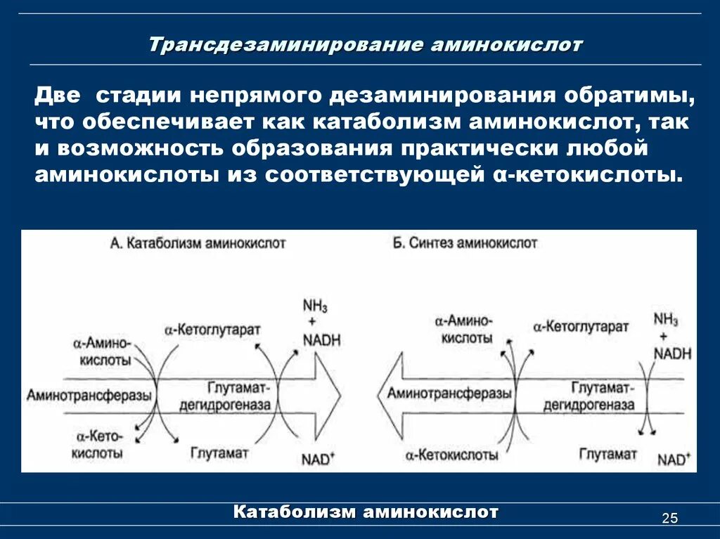 Роль непрямого дезаминирования аминокислот. Этапы непрямого дезаминирования аминокислот. Трансдезаминирование биохимия Непрямое. Непрямое окислительное дезаминирование роль.