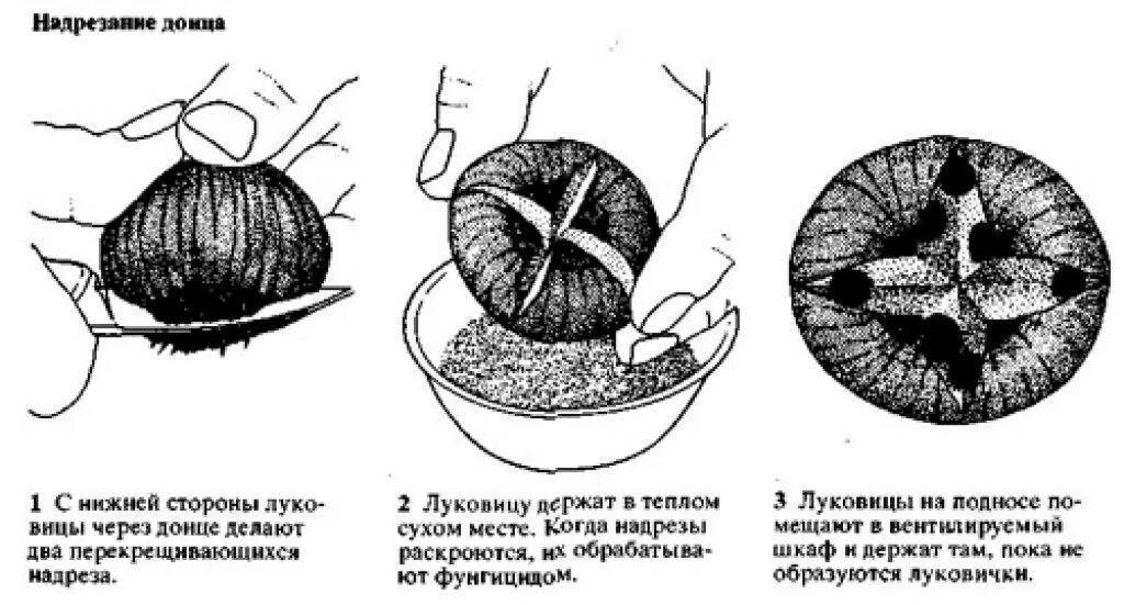 Как размножить гиацинт. Надрезание донца луковиц гиацинтов. гиацинт размножение луковицами. гиацинт размножение вырезанием донца. размножение гиацинтов луковицами.
