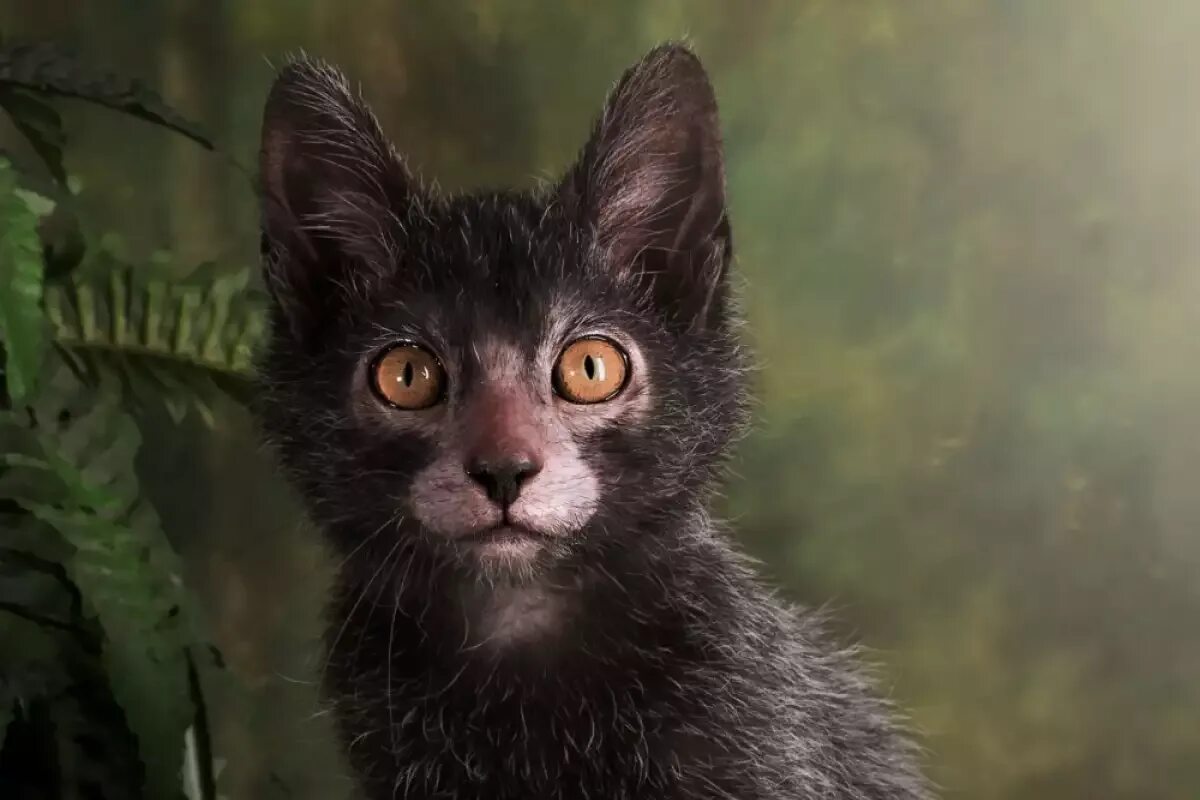 Кошки ликой фото цена. Ликои кошка. Ликои рекс. Ликой (Lykoi) кошка оборотень. Кот породы Ликой.