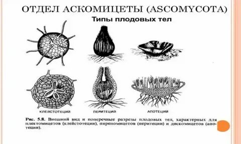 Аскомицеты представители