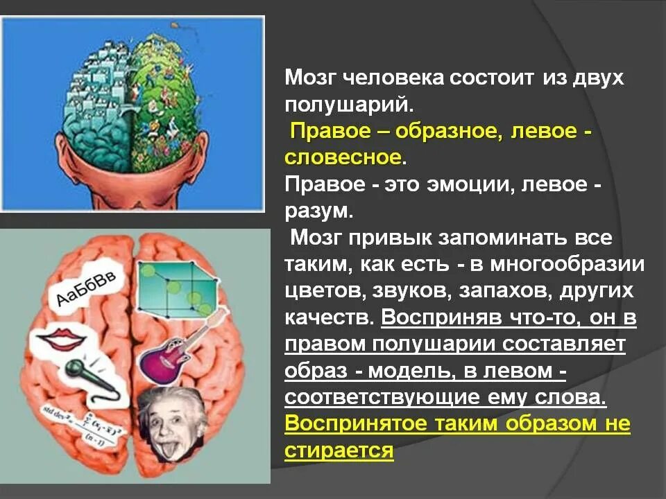 Мозг человека состоит. Из чего состоит мозг человека. Мозг и память человека. Память человека состоит из.