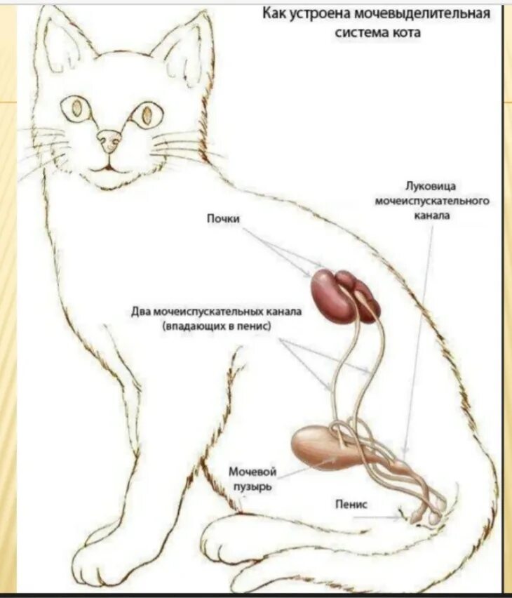 Мочеточник у кошек. Выделительная система кошек схема. Анатомия мочевой системы у кота. Анатомия мочевыделительной системы у кошек. Строение мочеполовой системы кота.