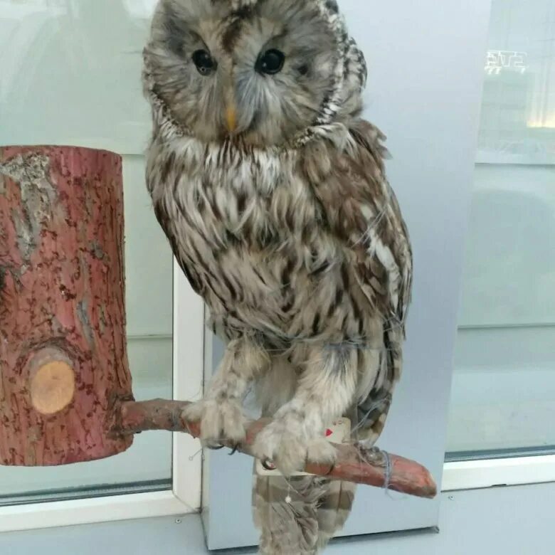 Филин. Таксидермия. Чучело неясыть. Таксидермия. Чучело совы.