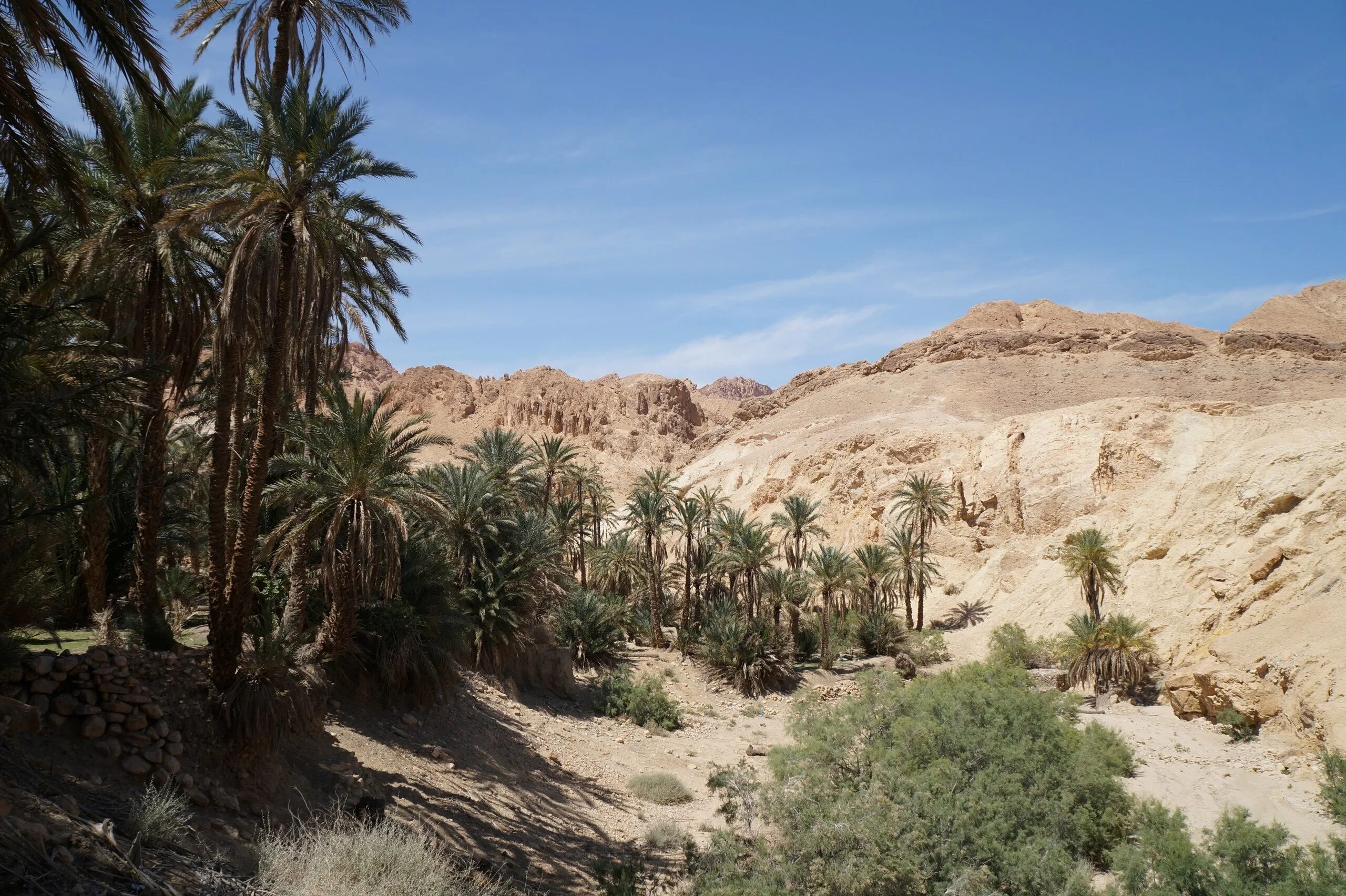 оазис в сахаре. бискра(оазис в алжире). озеро убари. пустыня сахара оазис. оазис убари ливия.