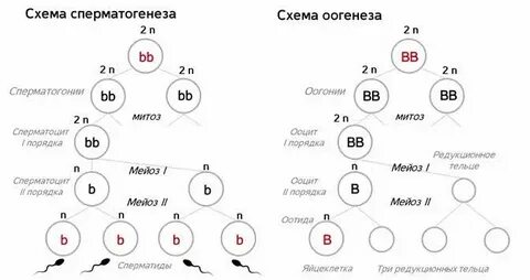 Сперматоцит ii порядка содержит хромосом