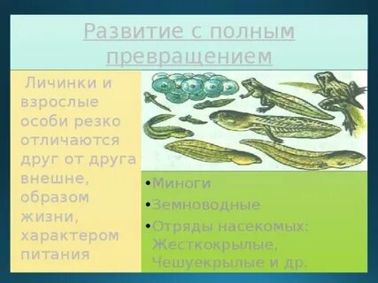 У земноводных взрослые особи