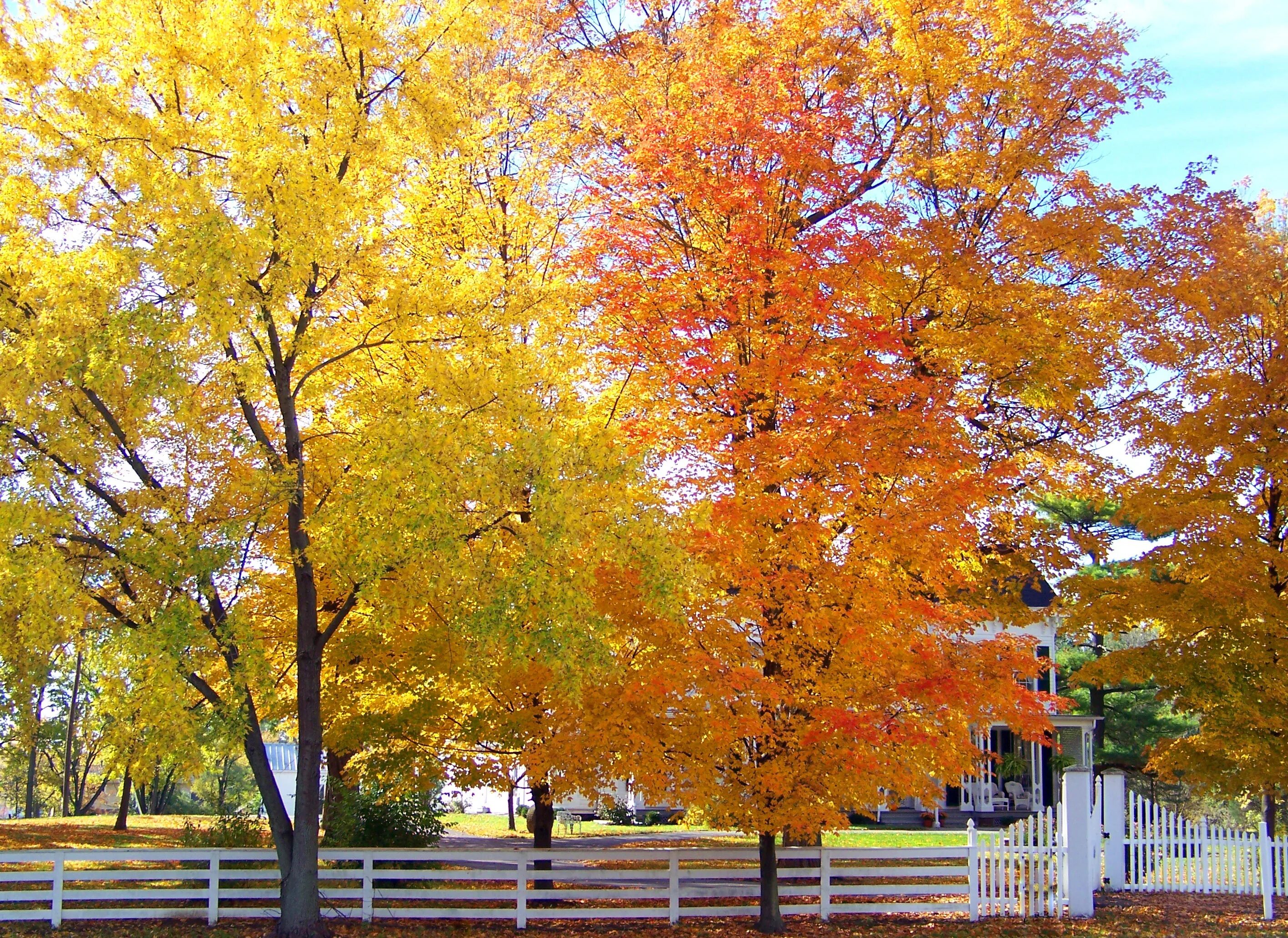 Песня где дубы и клены. Клен Вермонт. Осеннее дерево. Осенние лиственные деревья. Клен осенью.