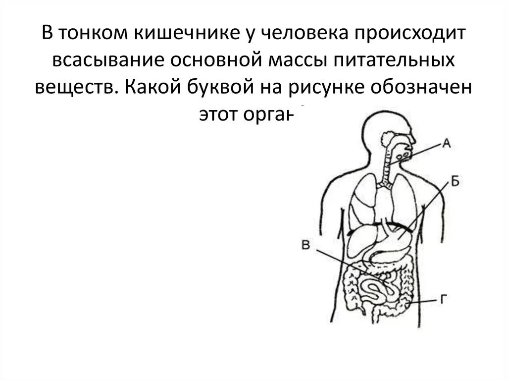 Процессы в кишечнике человека. Процессы происходящие в тонком кишечнике человека. Что происходит в тонком кишечнике. В тонком кишечнике не происходит. Основные процессы происходящие в тонком кишечнике.