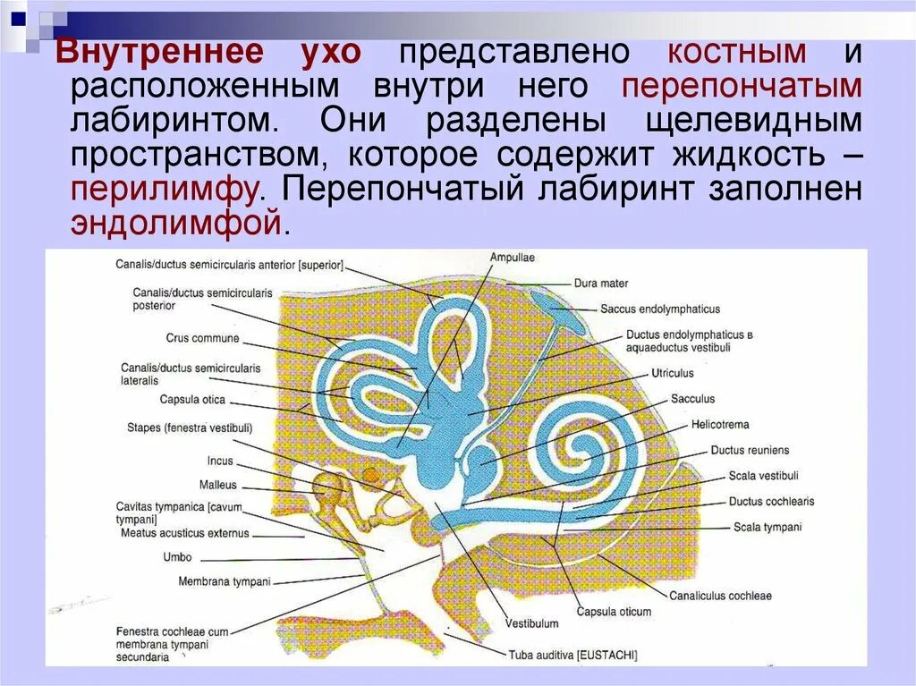 Названия внутреннего уха. Перепончатый Лабиринт внутреннего уха. Перепончатый Лабиринт внутреннего уха анатомия. Внутреннее ухо костный Лабиринт перепончатый Лабиринт. Строение костного и перепончатого Лабиринта внутреннего уха.