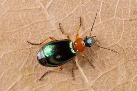 Лебия Синеголовая – Lebia (=Lamprias) cyanocephala (Linnaeus, 1758)