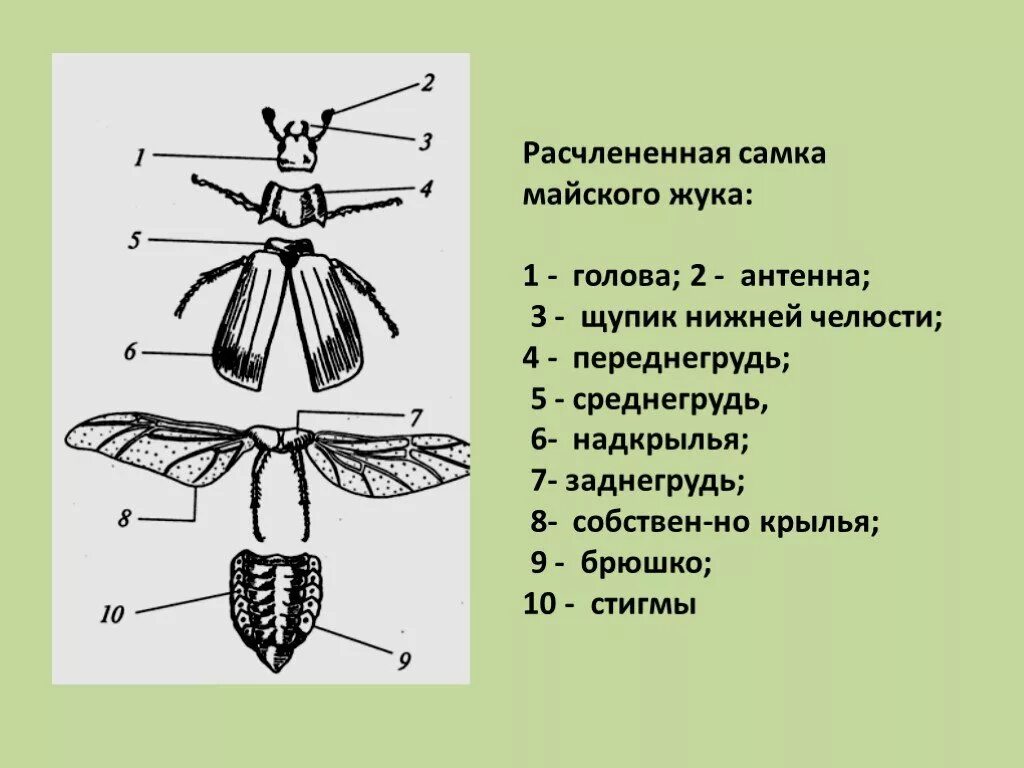 Строение насекомого майского жука. Расчлененный Майский Жук строение. Расчлененный Майский хрущ строение. Строение майского Жук строение. Строение насекомых майского жука 7 класс биология.