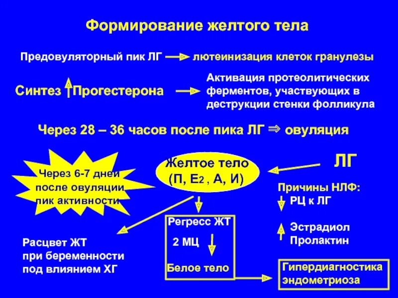 Неовулировавший фолликул. Синдром лютеинизации неовулировавшего фолликула. лютеинизация фолликула. синдром лютеинизации неовулирующего фолликула узи. желтое тело лютеинизация фолликула.