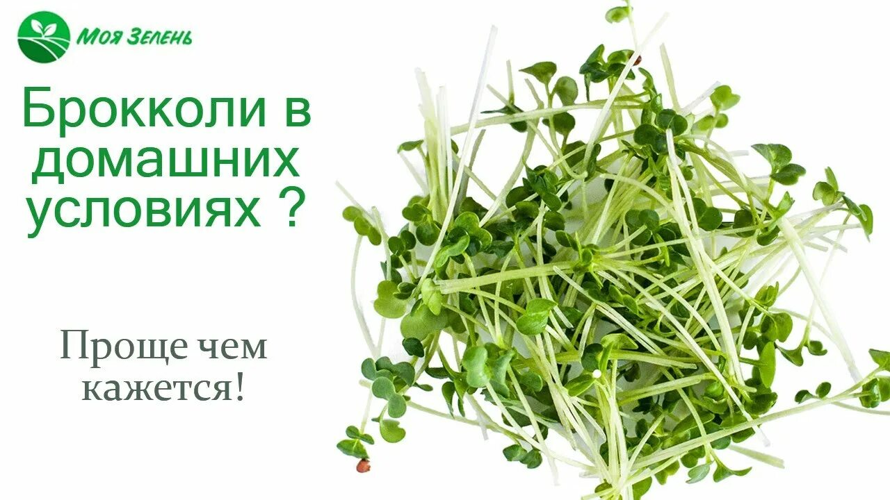Рапини микрозелень. Брокколи рапини микрозелень. микрозелень брокколи семена. микрозелень капуста брокколи. бораго микрозелень.