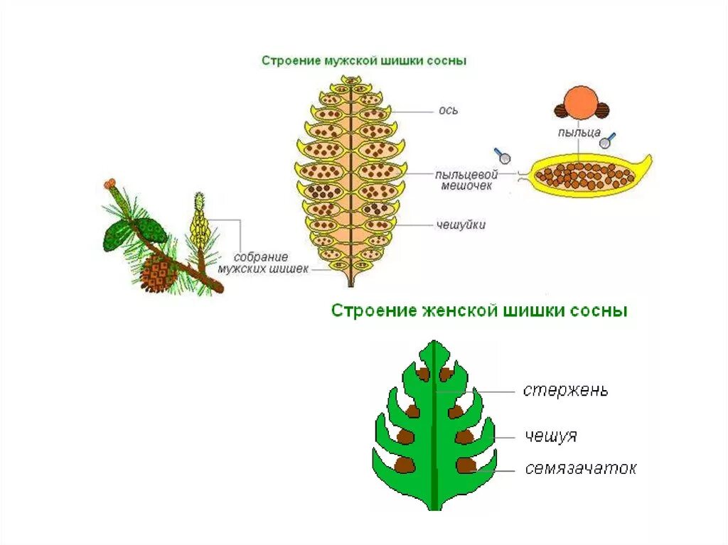 Семязачатки лежат на чешуях шишек. Строение шишки сосны. Строение шишки сосны обыкновенной. Строение шишки голосеменных растений рисунок. Мужская шишка сосны обыкновенной строение.