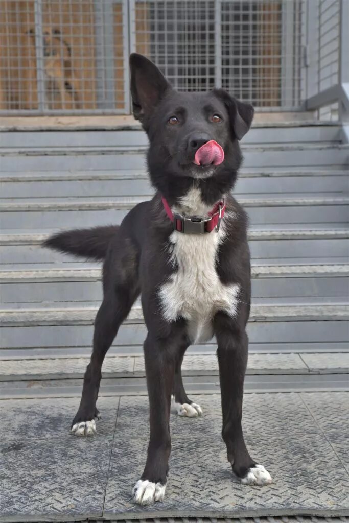 собака гоша. проект про собаку гошу. пёс гоша из череповца. щенок порода тоби. собака гоша.