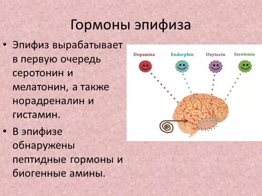 Гипофункция мелатонина гормона. Гистамин гормон эпифиза. Эпифиз железа гормоны. Эпифиз. Строение, роль гормонов.. Гормон эпифиза регулирующий пигментный обмен.