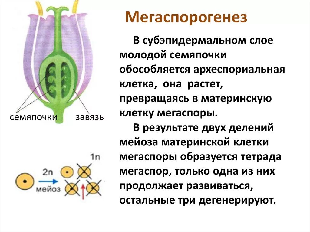 Макроспора у покрытосеменных растений. Мегаспорогенез и мегагаметогенез. Мегаспорогенез покрытосеменных растений. Мегаспорогенез этапы.